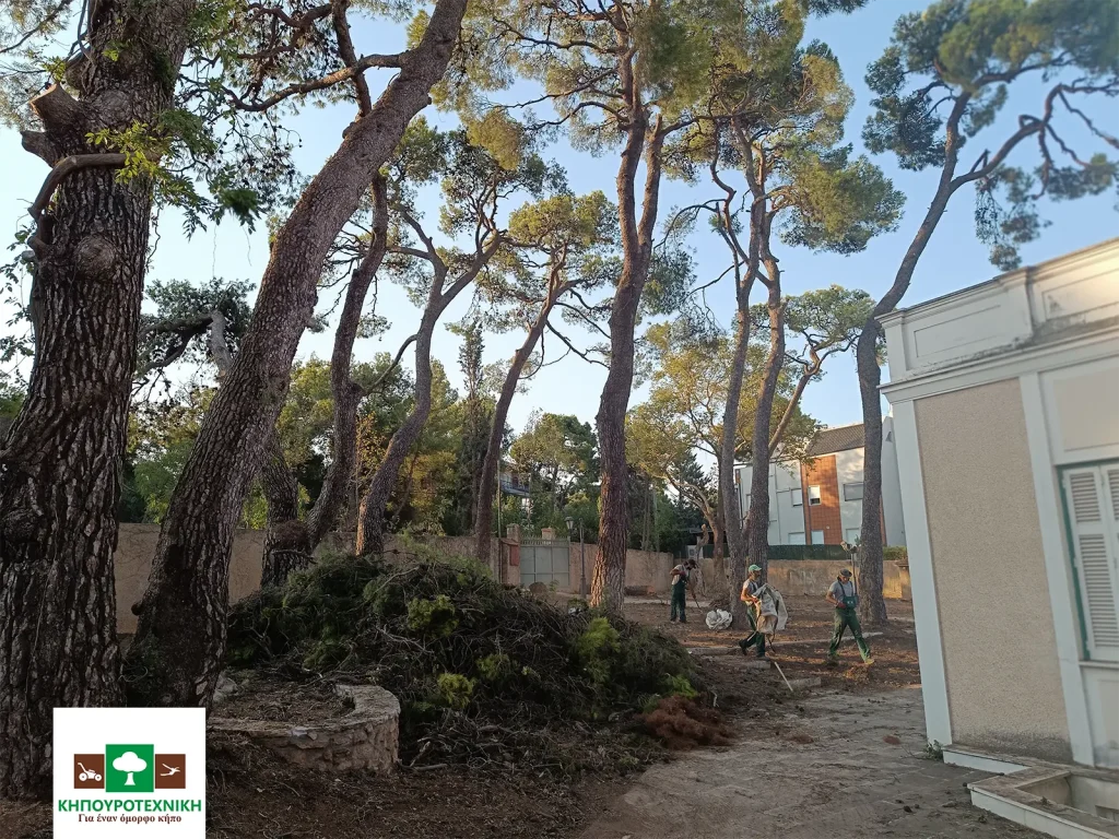 κοπή δέντρων κηπουροτεχνική 10