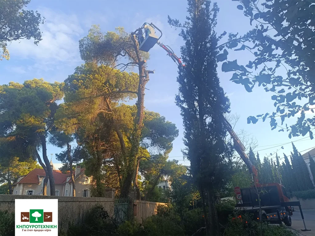 κοπή δέντρων κηπουροτεχνική 11