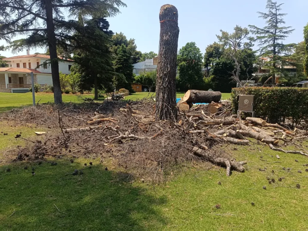 kipourotexniki kopi dentron 31